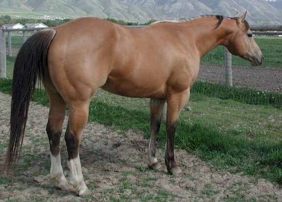 Skippoleon - 1999 Buckskin Stallion